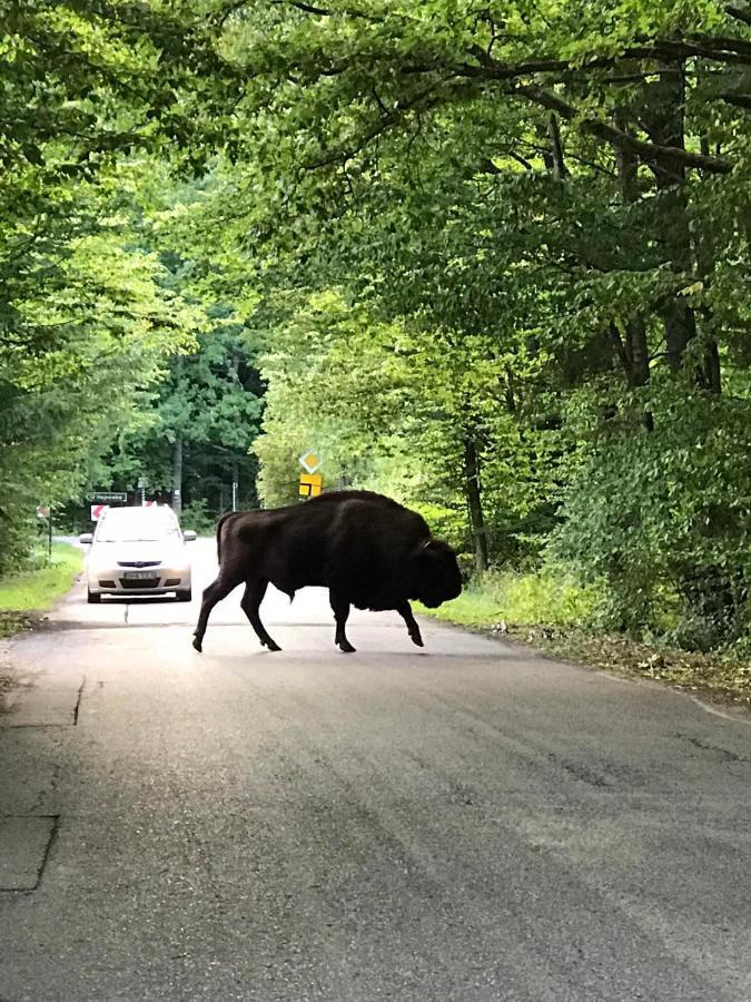 Zagroda W Puszczy Białowieża Kültér fotó
